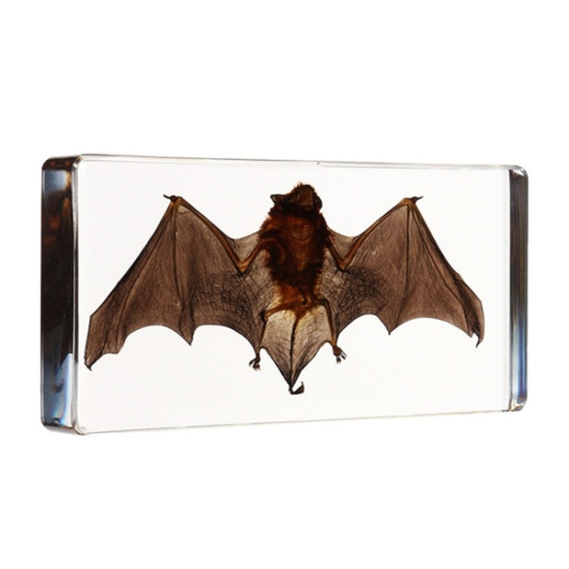 Acrylic Lucite Transparent Bat Specimens Animal Insect Bat Amber Educational Teach Supply Biological Collection 138x63x20mm