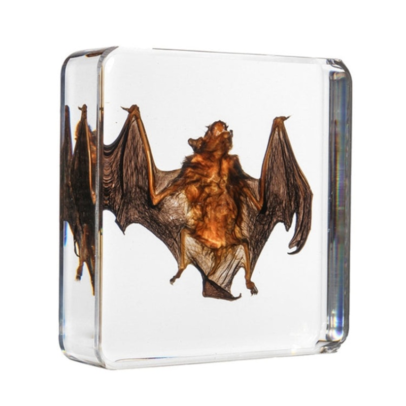 Acrylic Lucite Transparent Bat Specimens Animal Insect Bat Amber Educational Teach Supply Biological Collection 75x75x20mm