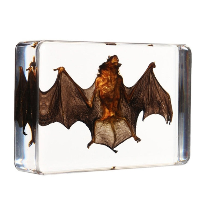 Acrylic Lucite Transparent Bat Specimens Animal Insect Bat Amber Educational Teach Supply Biological Collection 87x57x20mm